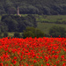 Poppies and church by seanoneill