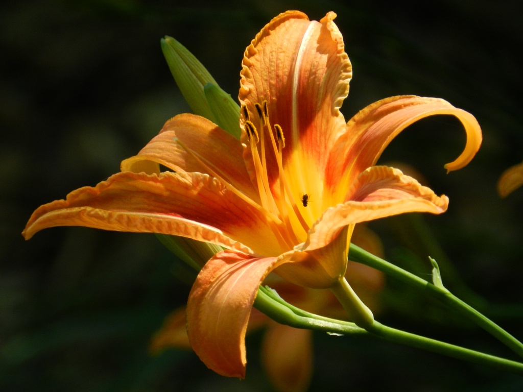 Common Daylily by paintdipper