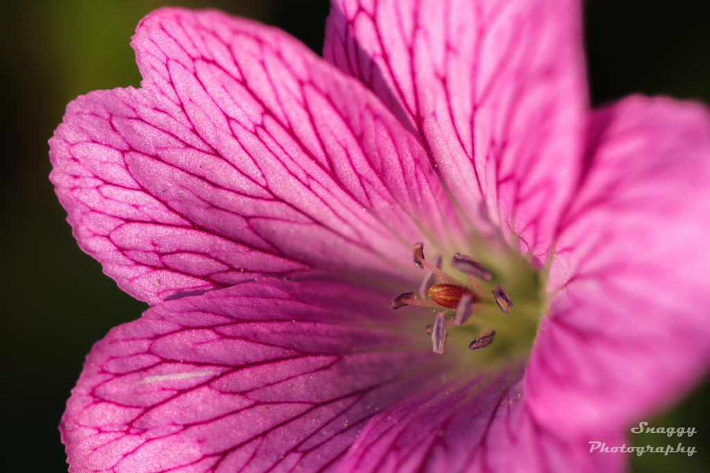 Day 186 - Burst of Pink by snaggy