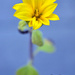 sunflower by tracys