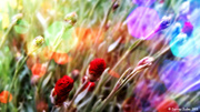 6th Jul 2013 - Summertime Sights / Day 6: ETSOOI Carnations.