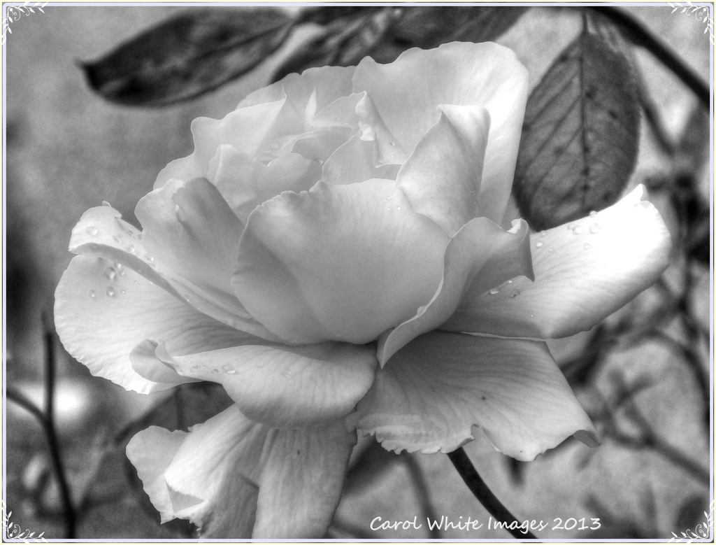 Rose in Monochrome by carolmw