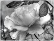 6th Jul 2013 - Rose in Monochrome