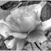 Rose in Monochrome by carolmw