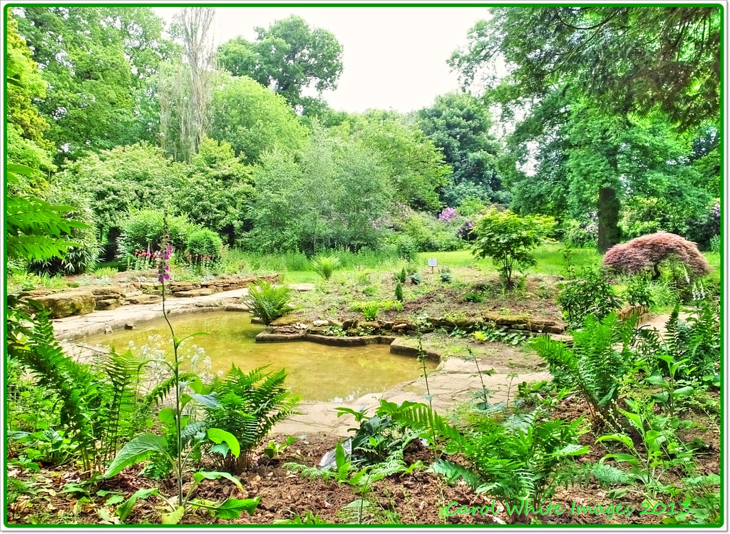 Ornamental Pond,Delapre Abbey Gardens by carolmw