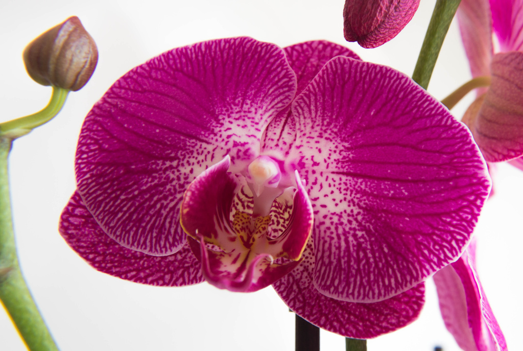 Orchid by rachel70