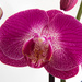 Orchid by rachel70