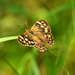 Speckled Wood by seanoneill