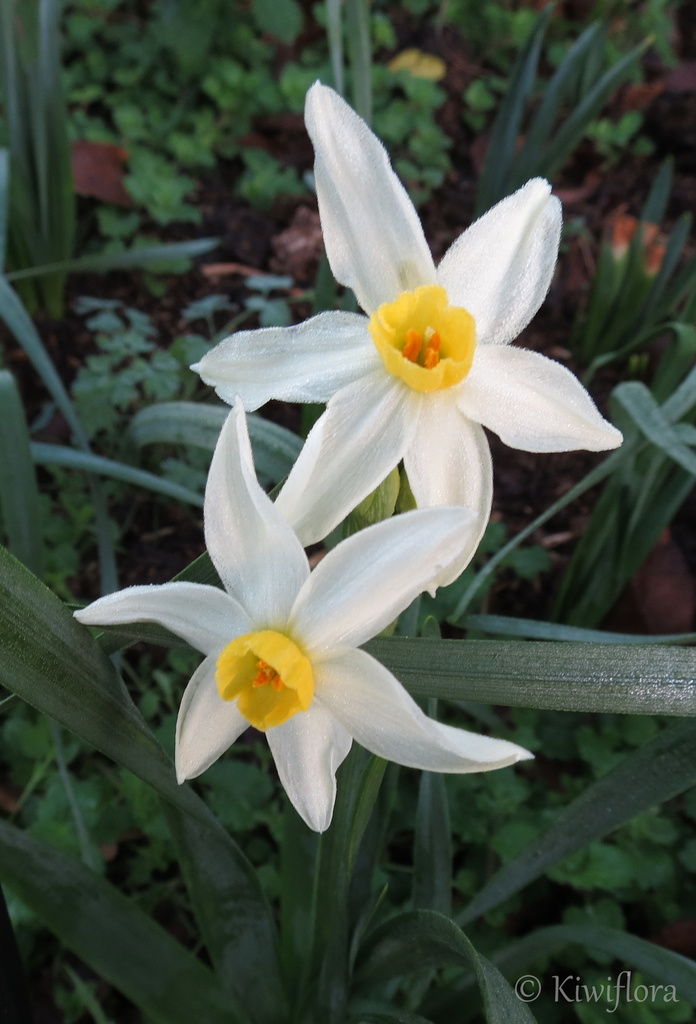 First 'spring' blooms by kiwiflora
