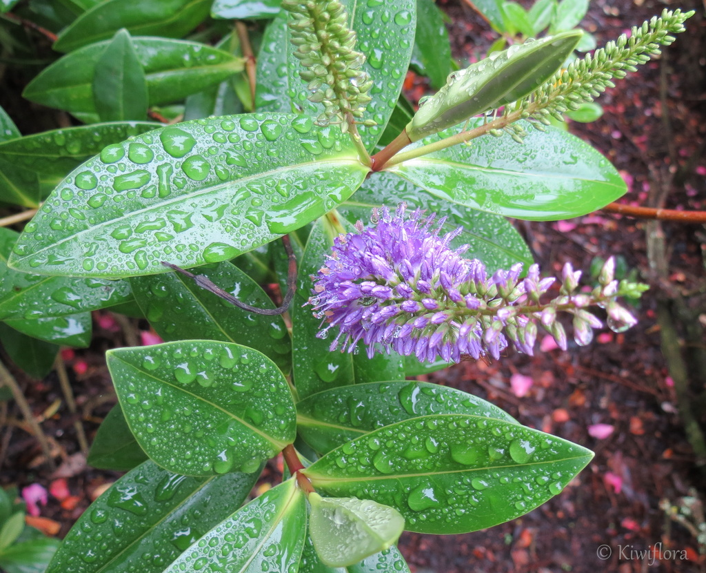 After the rain by kiwiflora