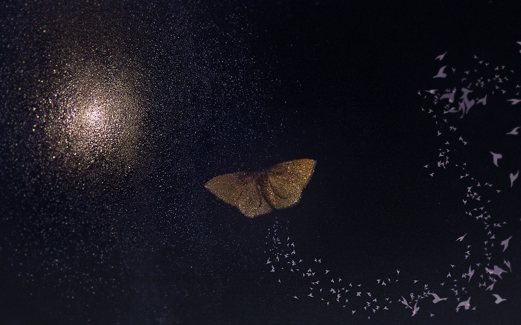 moth  by kali66