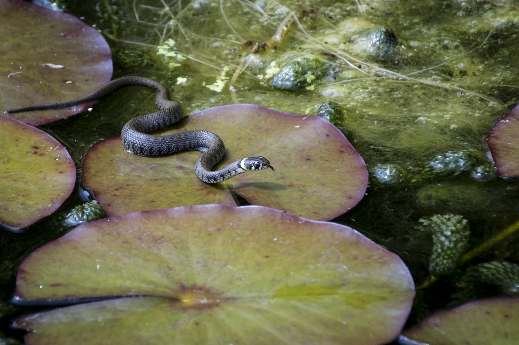 grass snake by jantan