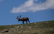 21st Jun 2013 - Elevation Elk