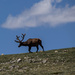 Elevation Elk by cdonohoue