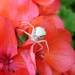 White spider by gabis