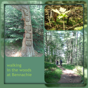6th Jul 2013 - walking in the woods