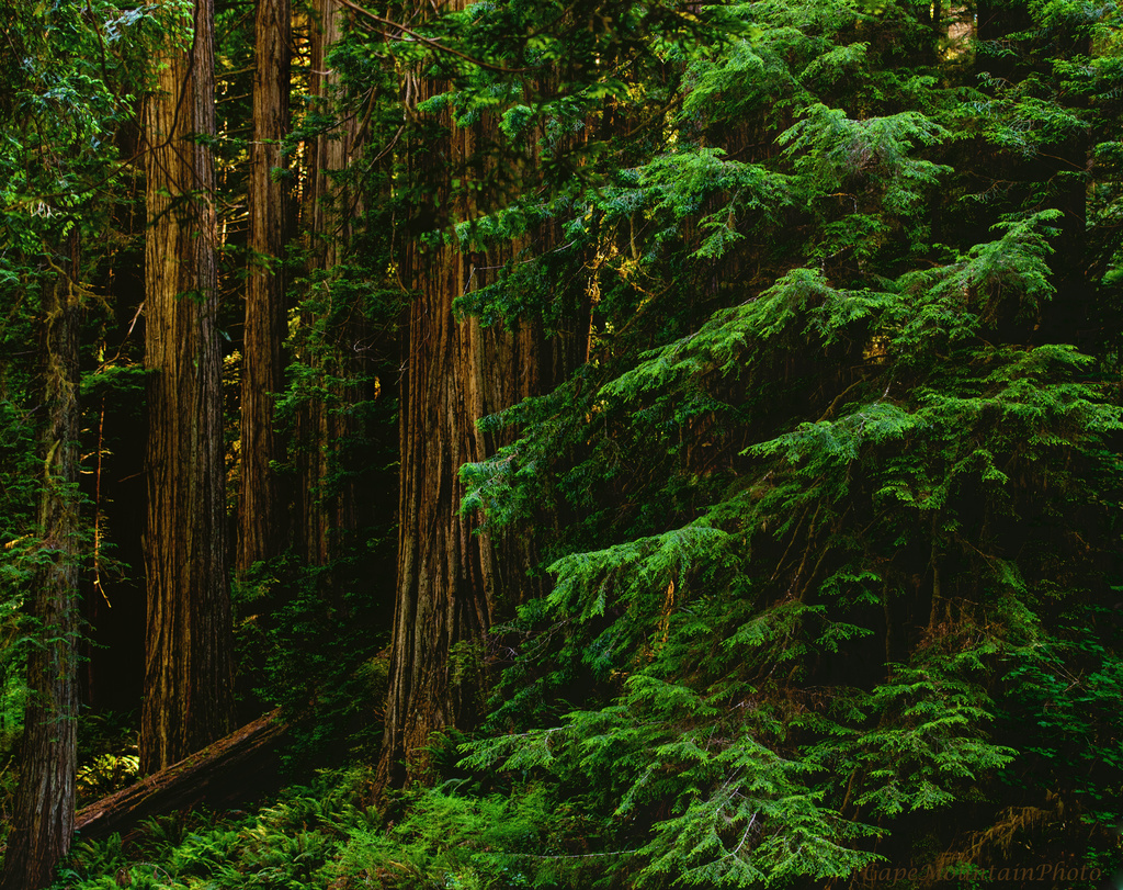 Redwood Grove  by jgpittenger