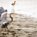 Heron Landing  by jgpittenger