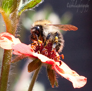 6th Jul 2013 - 6.7.13 Hairy Flower, Hairy Bee