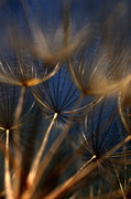 5th Jul 2013 - Abstract Seeds 