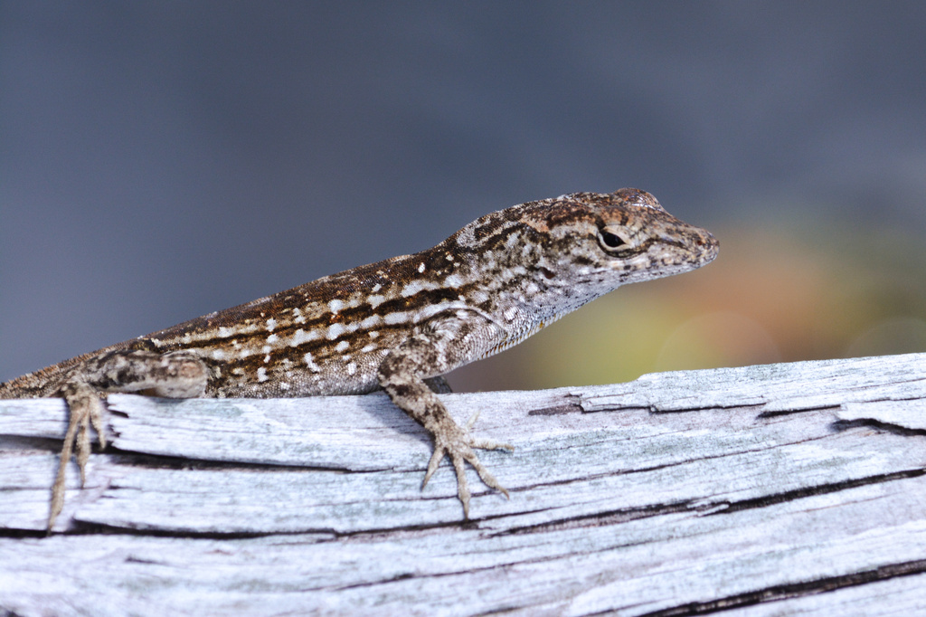 Lizard on a Rail by dnszero