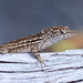 Lizard on a Rail by dnszero