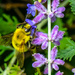 Bee filling up! by kathyladley