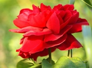 5th Jul 2013 - Red rose