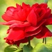Red rose by karendalling