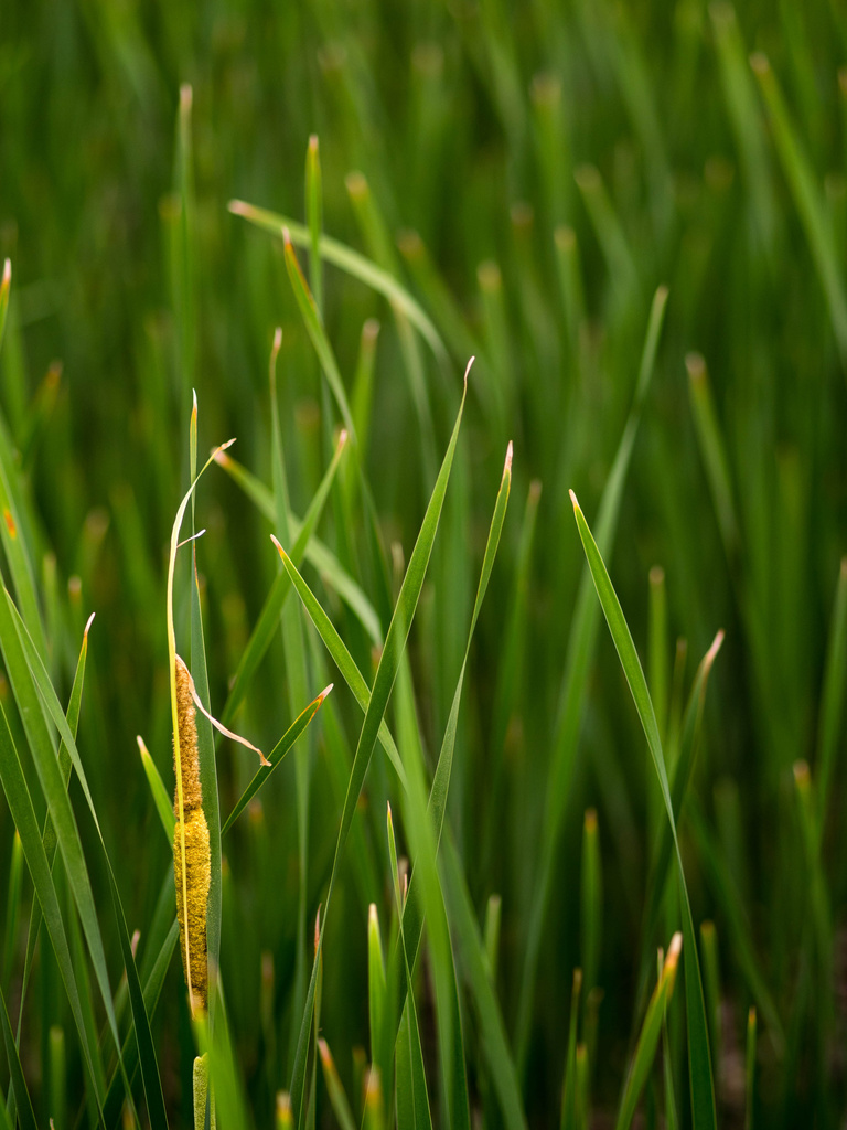 In a Sea of Green by tosee