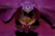 26th Aug 2010 - Orchid