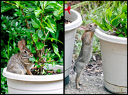 5th Jul 2013 - Bunny's New Tricks
