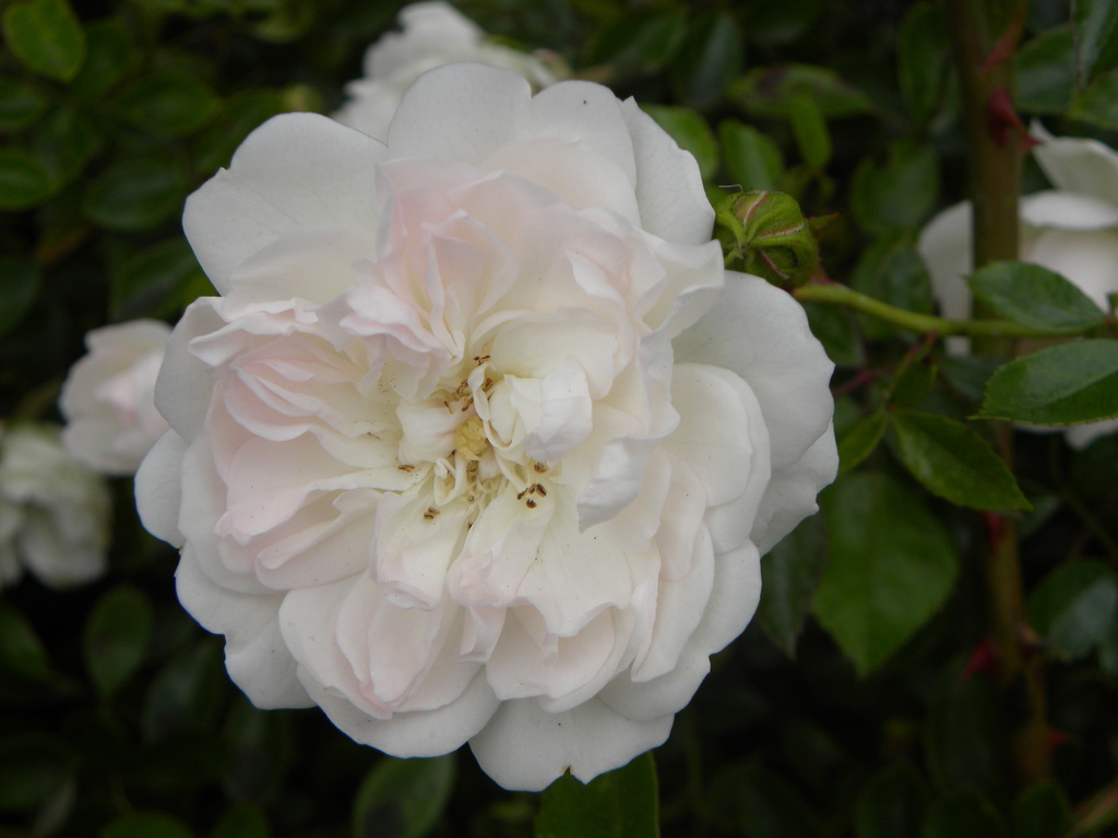 White Rose by oldjosh