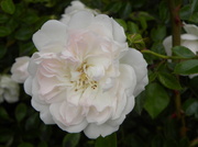 2nd Jul 2013 - White Rose