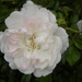 White Rose by oldjosh