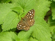 3rd Jul 2013 - Speckled Wood