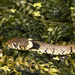 grass snake II by jantan