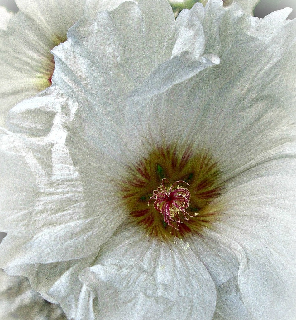 une rose trémière blanche by quietpurplehaze