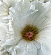 7th Jul 2013 - une rose trémière blanche