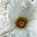 une rose trémière blanche by quietpurplehaze