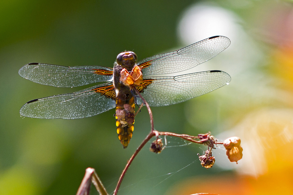 broad bodied chaser dragonfly by jantan