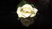 3rd Jul 2013 - Reflected Rose