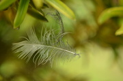 7th Jul 2013 - Floating feather