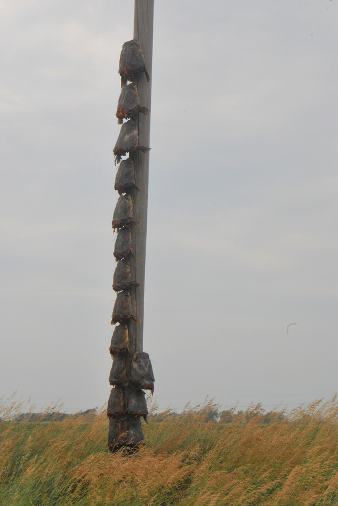 Trophy Pole by kareenking