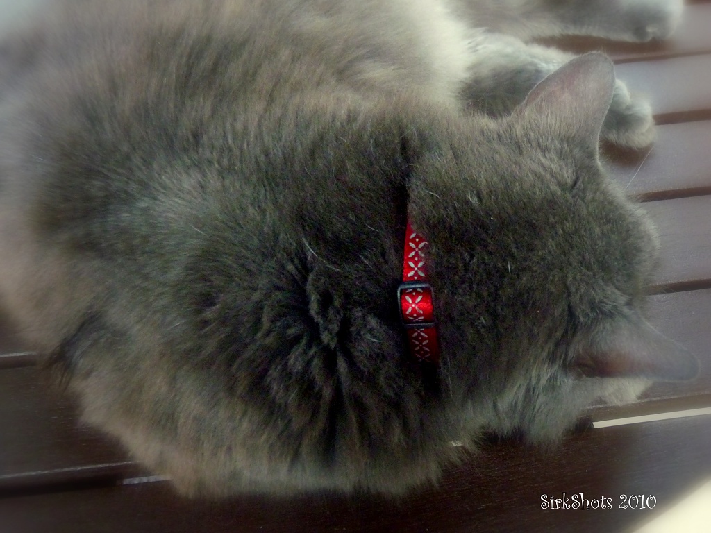 "Scrappy" and his new RED collar ~ by peggysirk