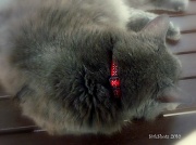 27th Aug 2010 - "Scrappy" and his new RED collar ~