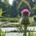 Thistle by richardcreese