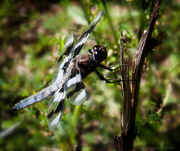 7th Jul 2013 - Gossamer Wings