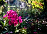 7th Jul 2013 - wide angled Sweet William