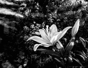 7th Jul 2013 - Wide Angled Lily Close Up